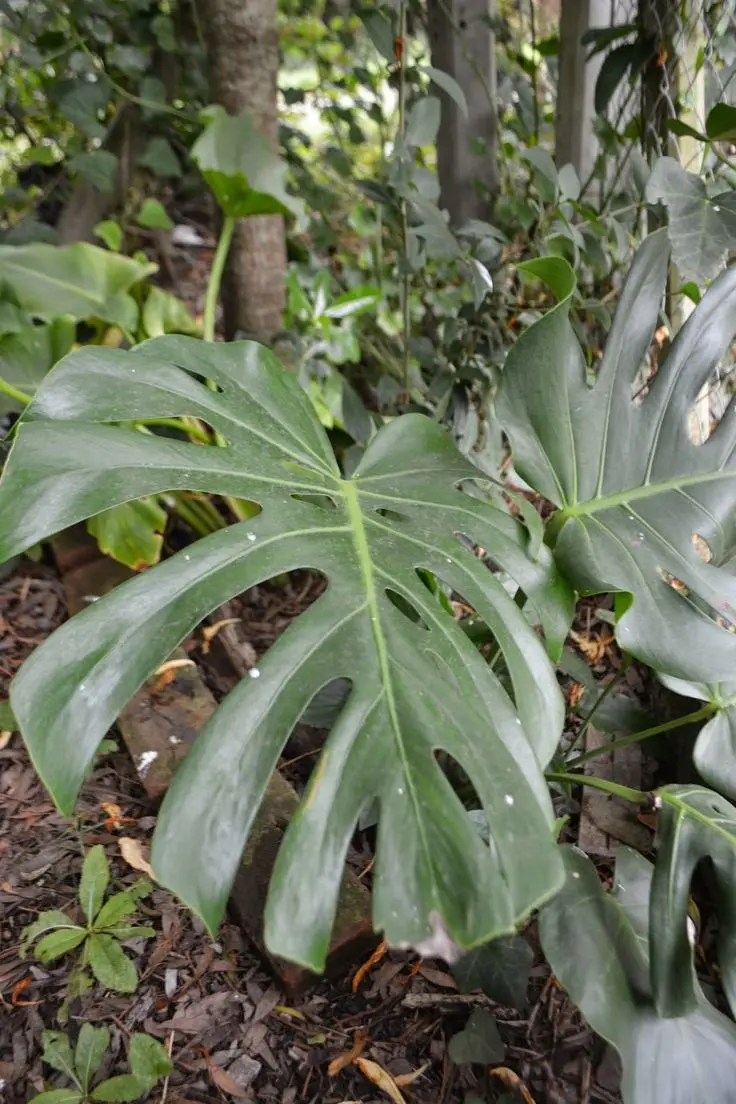 <b>Flor de la Sandalia Olanta</b>: Guía Completa de Cultivo y Cuidado - Cómo cuidar la planta flor de la paz flor de la sandalia olanta - Cómo cuidar la planta flor de la paz