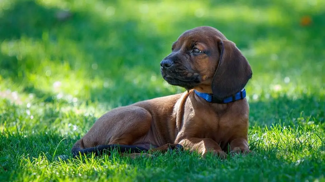 Qué hacer cuando un perro bota parásitos: Guía completa - Cómo limpiar si mi perro tiene parásitos que hacer cuando un perro bota parasitos - Cómo limpiar si mi perro tiene parásitos