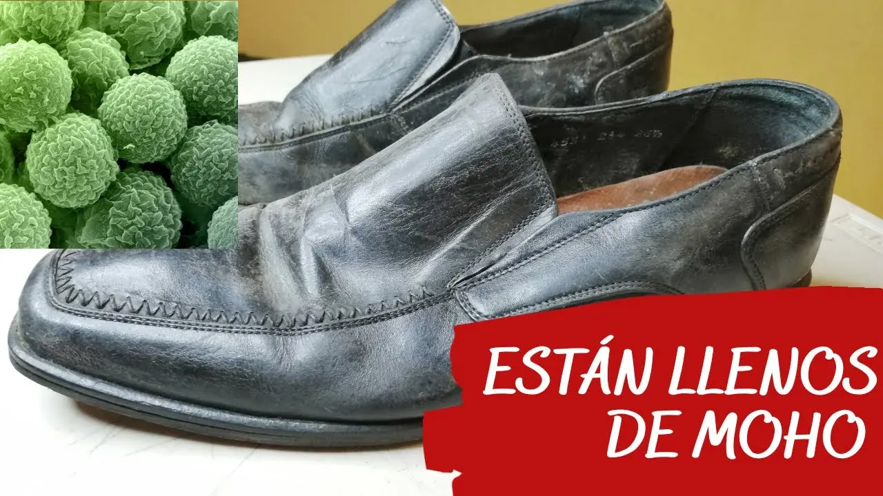Cómo Sacar el Moho de las Zapatillas: Guía Definitiva - Cómo quitar el moho de las zapatillas blancas como sacar el moho de las zapatillas - Cómo quitar el moho de las zapatillas blancas