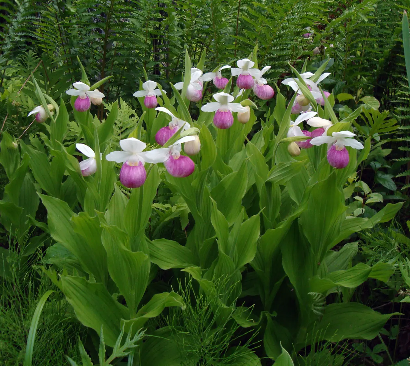 flor zapato es real la planta - Qué origen tiene la orquídea zapatito
