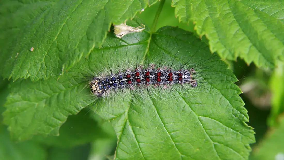 <b>Borcegos Caterpillar Bruise:</b> Guía Completa de Magulladuras Internas - What do caterpillars do to your skin borcegos caterpilar bruise - What do caterpillars do to your skin